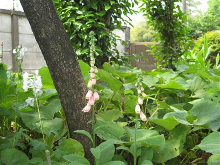 IMG_6104_R.jpg