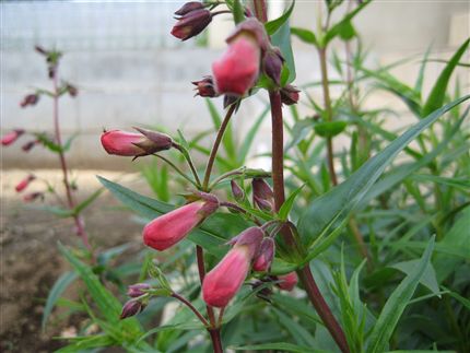 IMG_6287_R.jpg