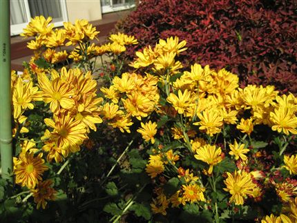 IMG_7415_R.jpg