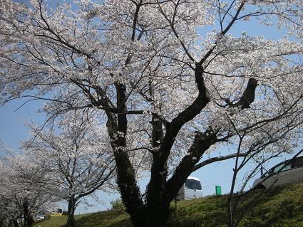 花見