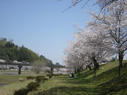 花見