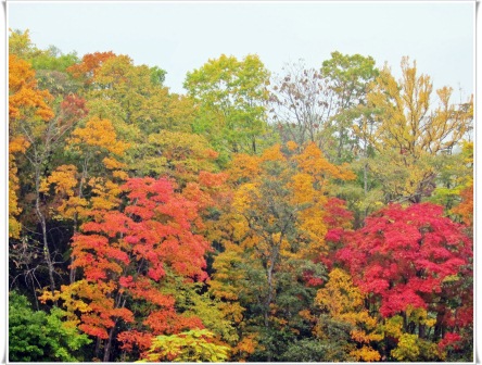 紅葉。.JPG