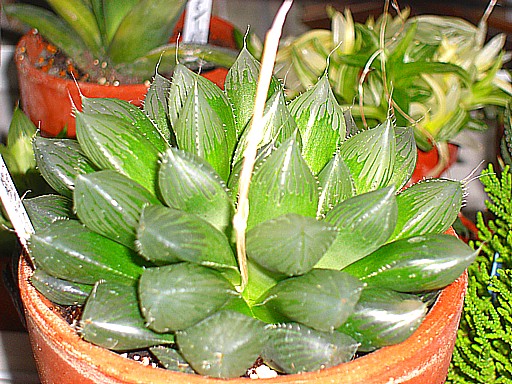 クーペリー ブルーレンズ２