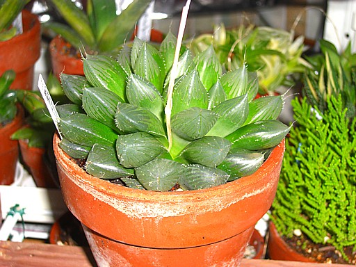 クーペリー ブルーレンズ３