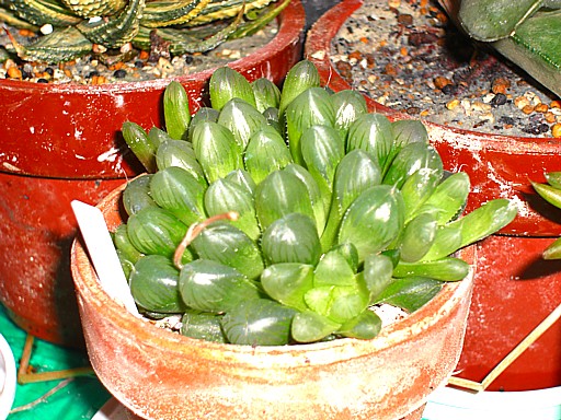 オブツーサー１