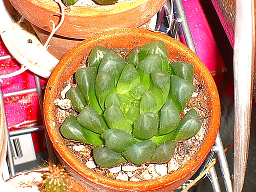 オブツーサー２