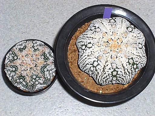 花園兜、大型選抜スーパー兜 １