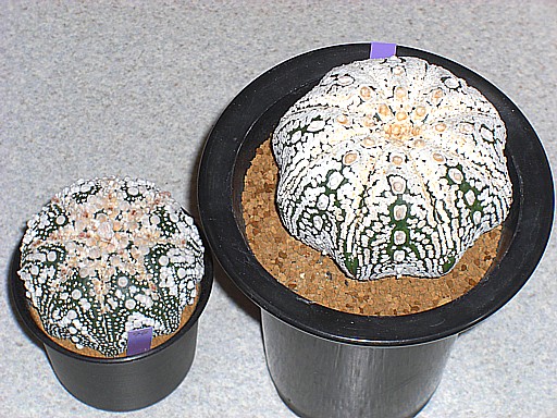 花園兜、大型選抜スーパー兜 ２