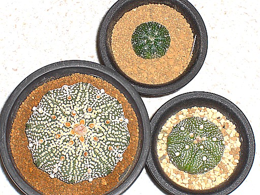 大型ミラクル兜、兜、復隆五稜兜１