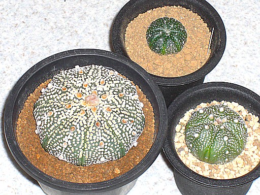 大型ミラクル兜、兜、復隆五稜兜２