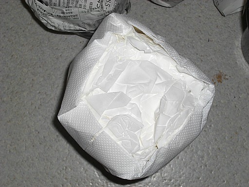 新天地錦　Gymnocalycium 3