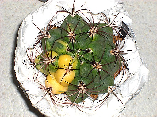 新天地錦　Gymnocalycium 4
