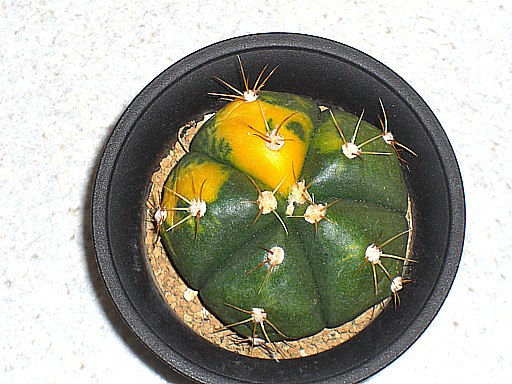 ペンタカンサ錦2