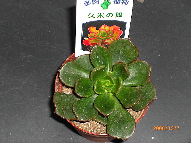 多肉植物 久米の舞♡抜き苗(^○^)