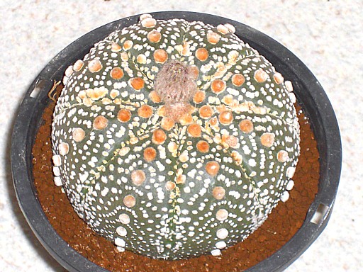 テキサス花園兜1