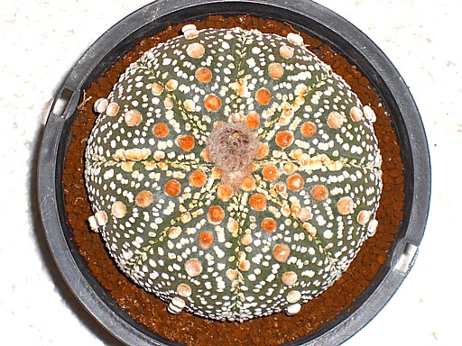 テキサス花園兜2