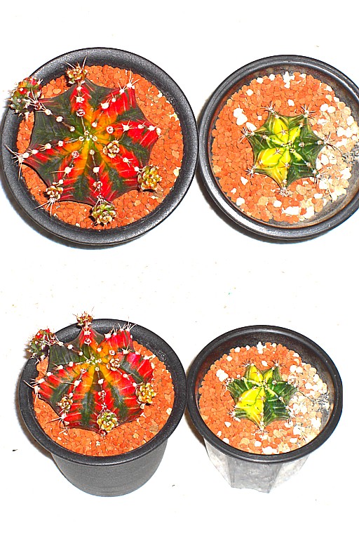 緋牡丹錦、黄牡丹錦3