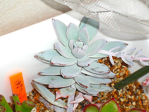 多肉植物寄せ植え２