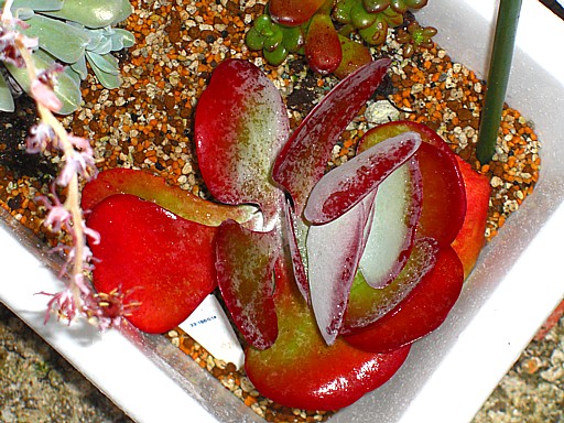 多肉植物寄せ植え３