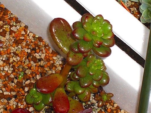 多肉植物寄せ植え４