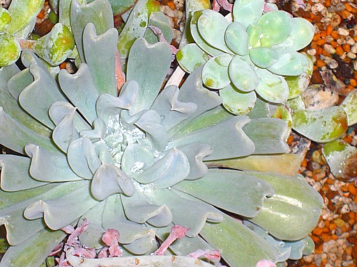 多肉植物寄せ植え５