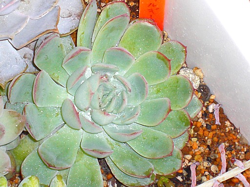 多肉植物寄せ植え６