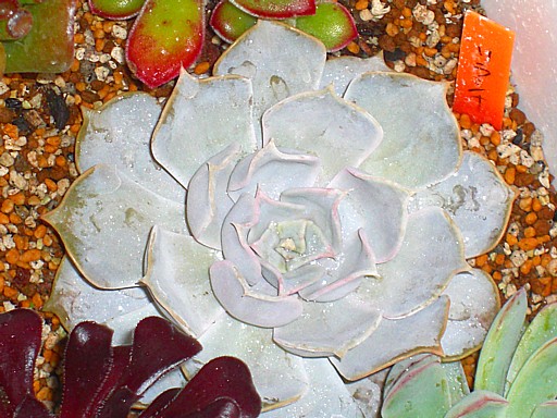 多肉植物寄せ植え７