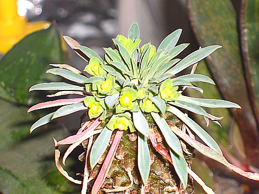 カイマギョク２