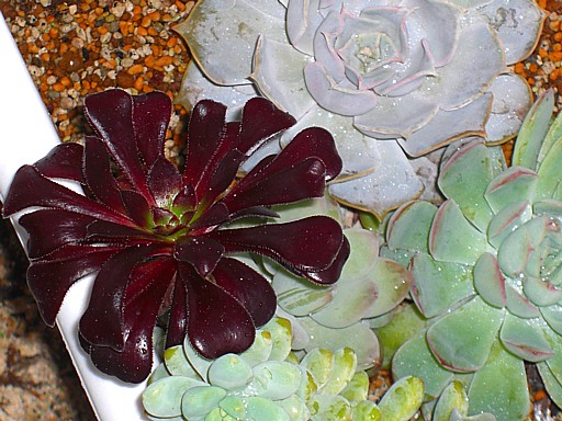 多肉植物寄せ植え８