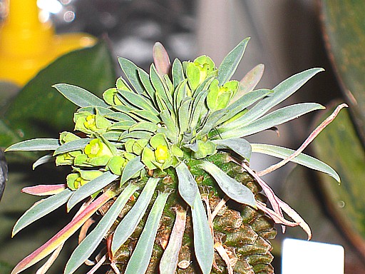 カイマギョク３