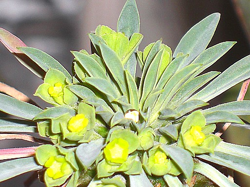 カイマギョク４