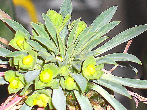 カイマギョク５