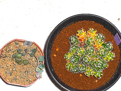 ハウディアーナ錦、大弦月城錦