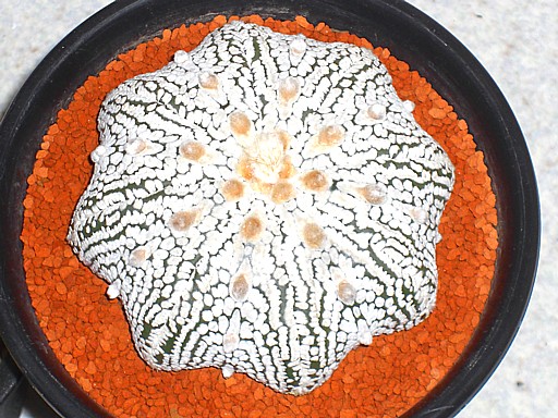 密白点スーパー兜　扁平ヒトデ型2