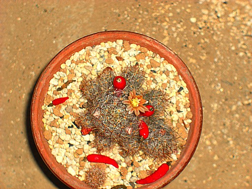 サボテンの花３