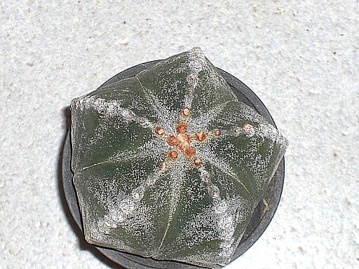 ランポー五綾ランポー1