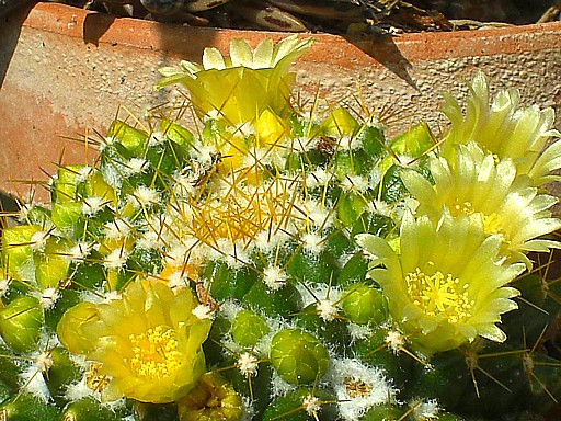 サボテンの花２