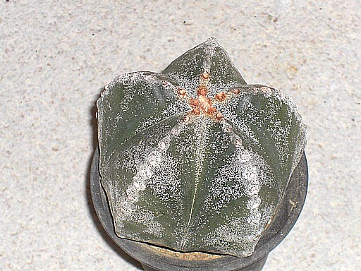 ランポー五綾ランポー2