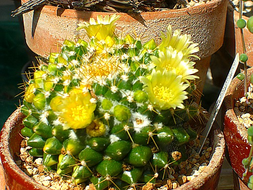 サボテンの花１