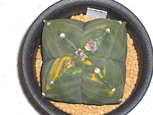 四角ヘキラン錦1