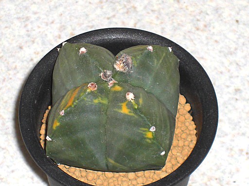 四角ヘキラン錦2