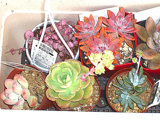 多肉植物３