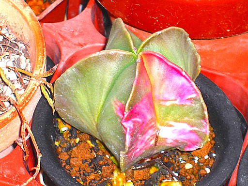 碧瑠璃鸞鳳玉錦２