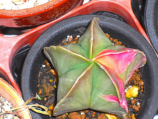 碧瑠璃鸞鳳玉錦３