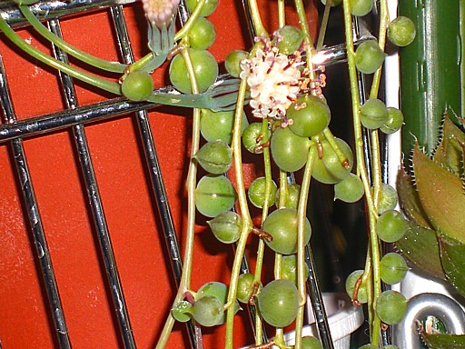 グリーンネックレス1