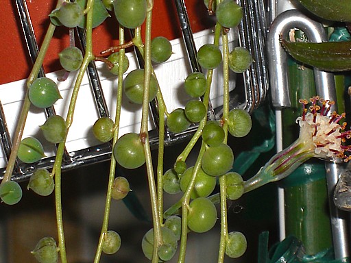 グリーンネックレス2