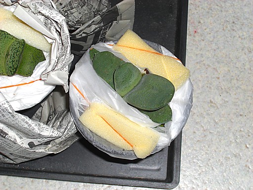 白グロメラータ2