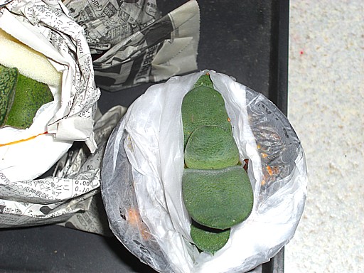 白グロメラータ3