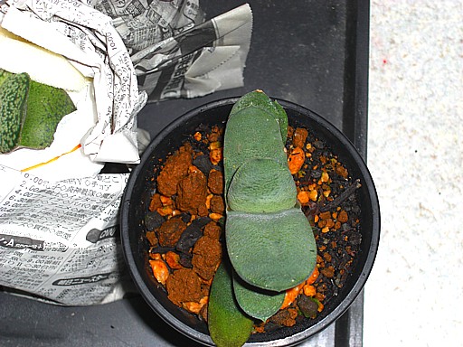 白グロメラータ4