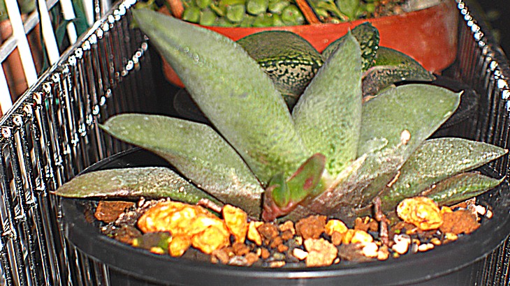 白グロメラータ5